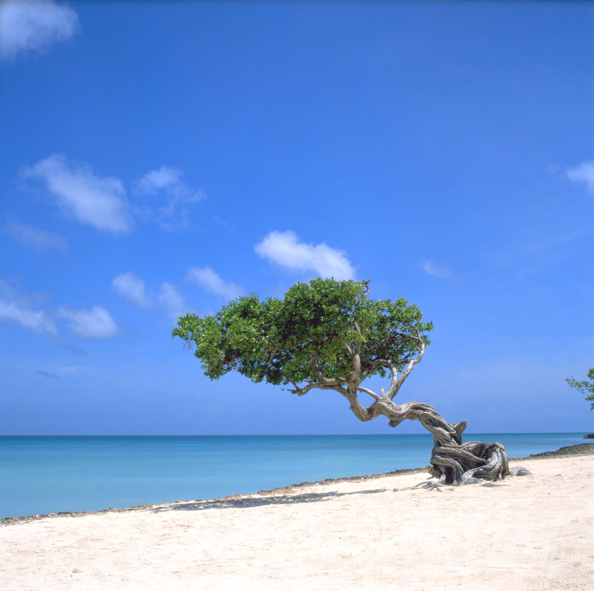 aruba-photo.jpg