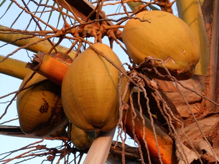 cocos nucifera