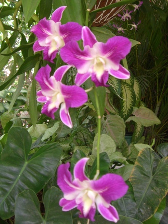 Orchidee